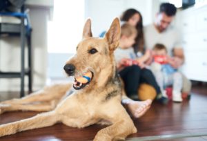 HVAC Maintenance For Pet Owners